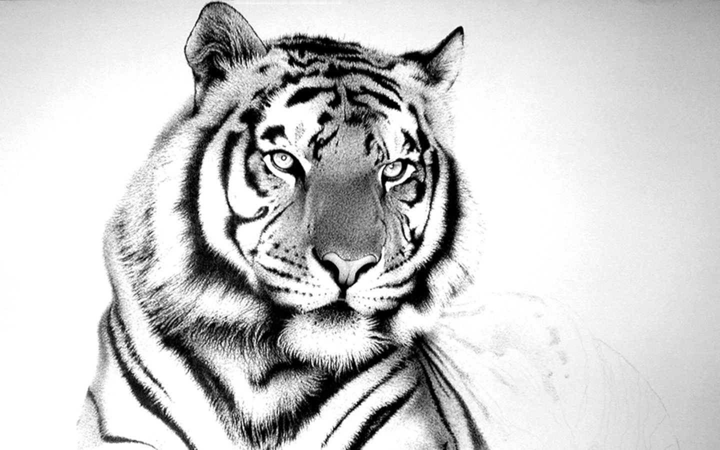 Funny white tiger pictures wallpaper