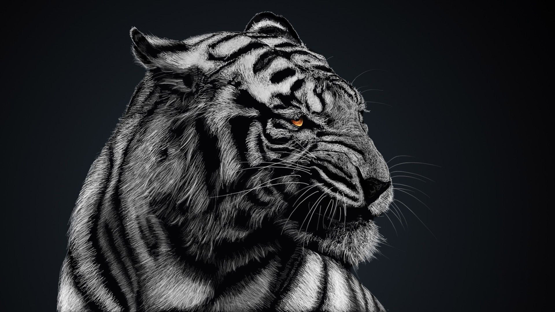 Black And White Tiger Wallpapers High Quality : Animal Wallpaper ...