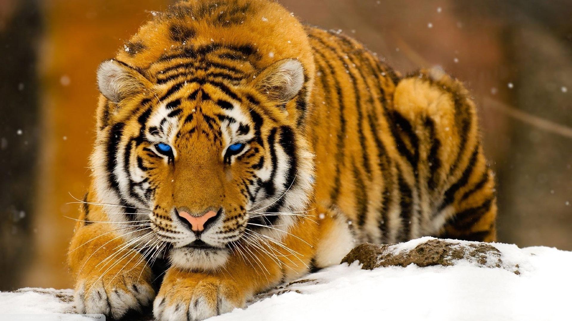 Tiger In Snow HD Wallpaper | 1920x1080 | ID:47927