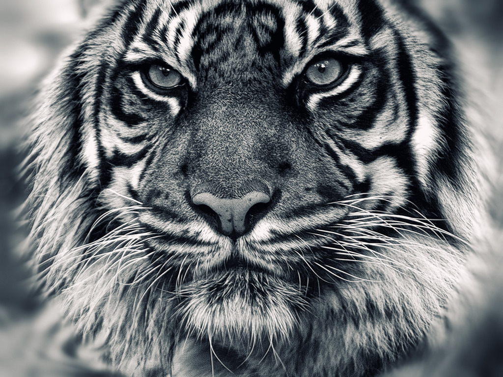 White Tiger Wallpaper Collection (46+)