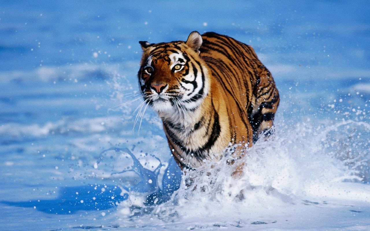 Tiger Wallpapers For Desktop | Tiger HD Wallpapers
