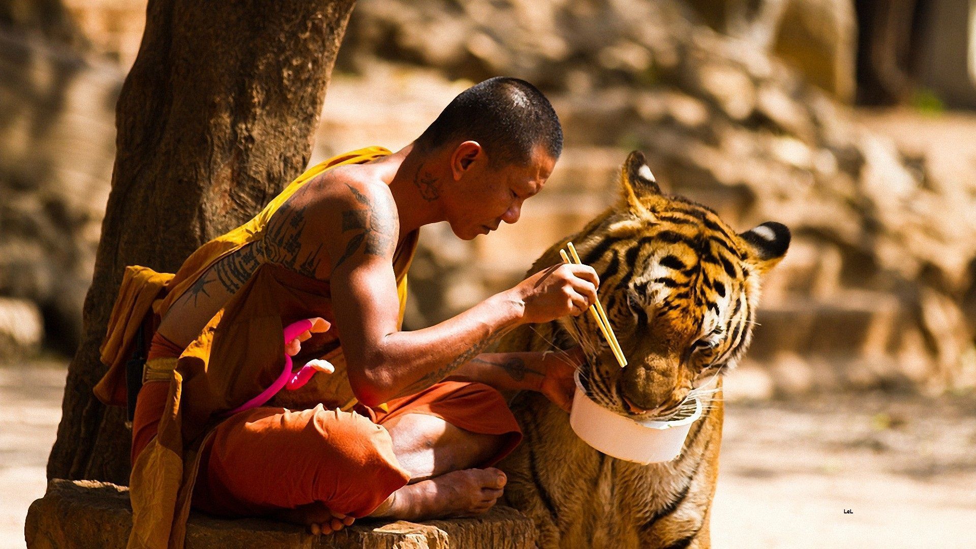 Monk Feeding A Tiger HD Wallpaper | 1920x1080 | ID:44615
