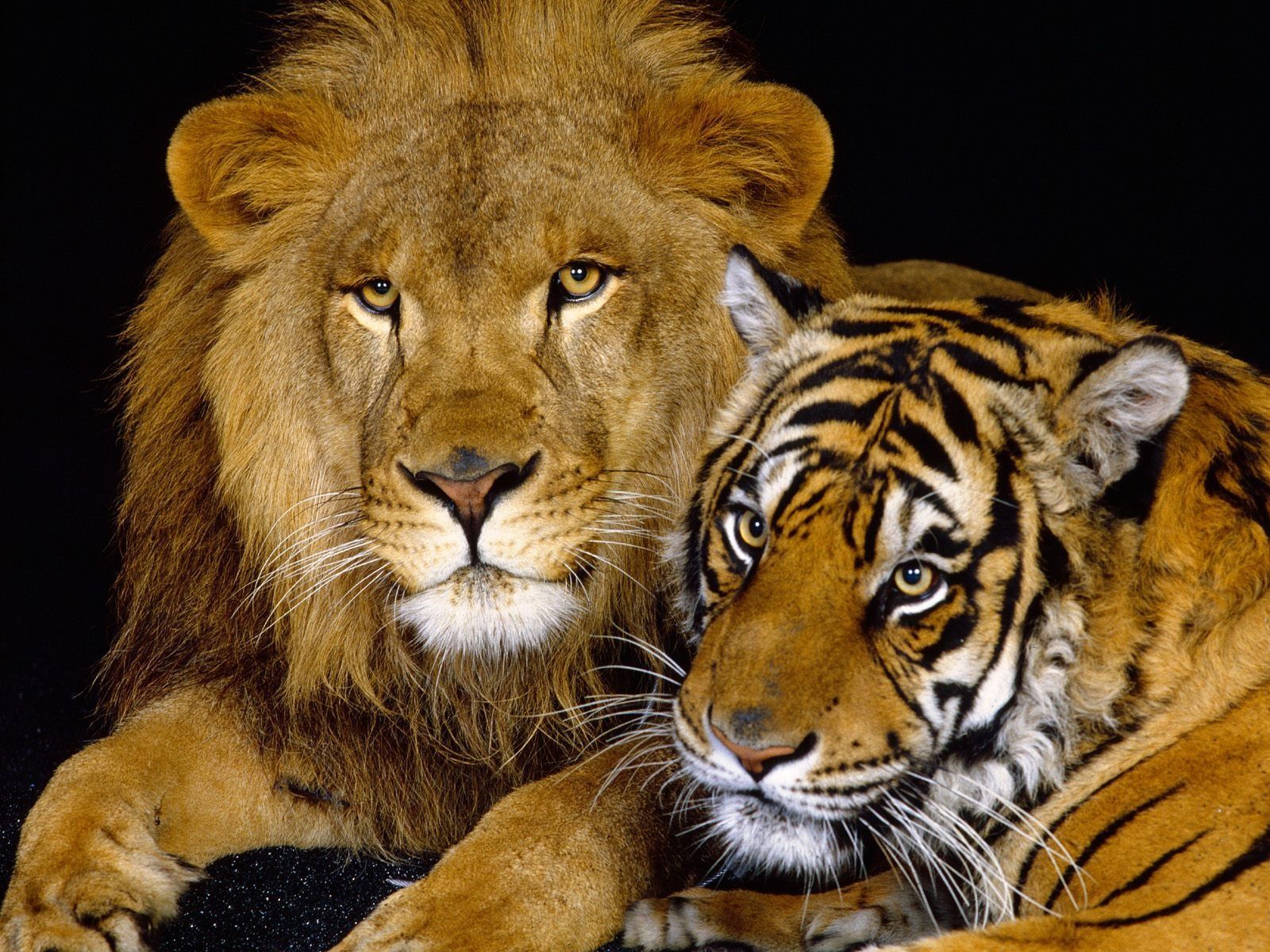 Lion and Tiger wallpaper wallpapers