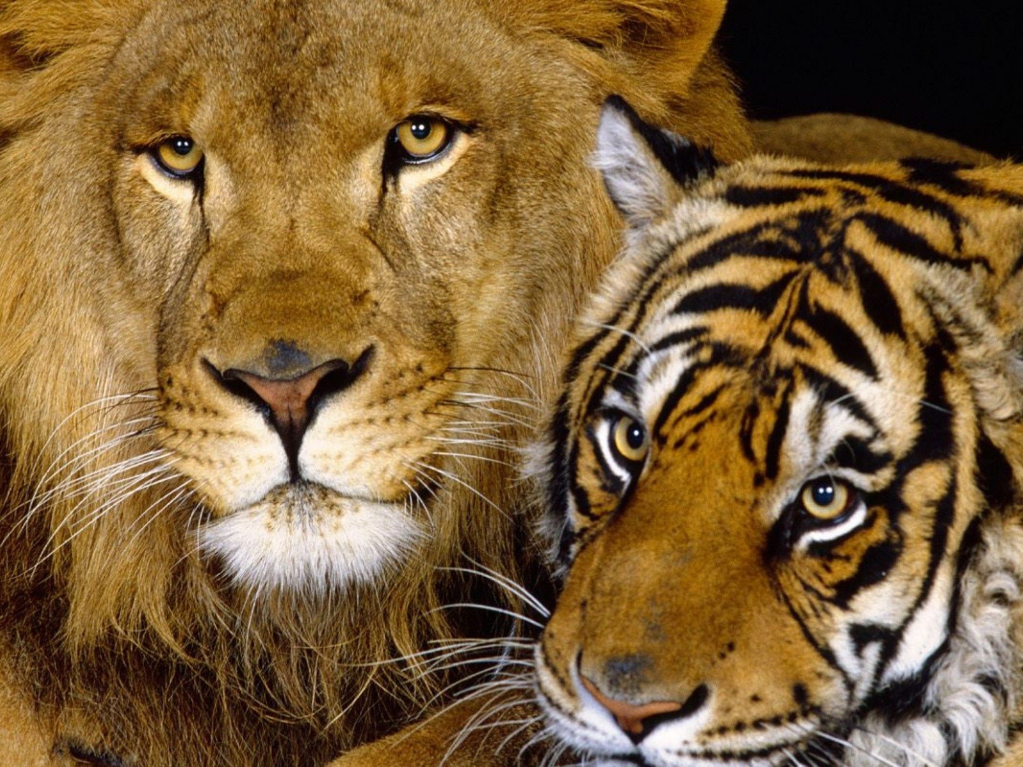 Tiger And Lion Wallpaper - ImgMob