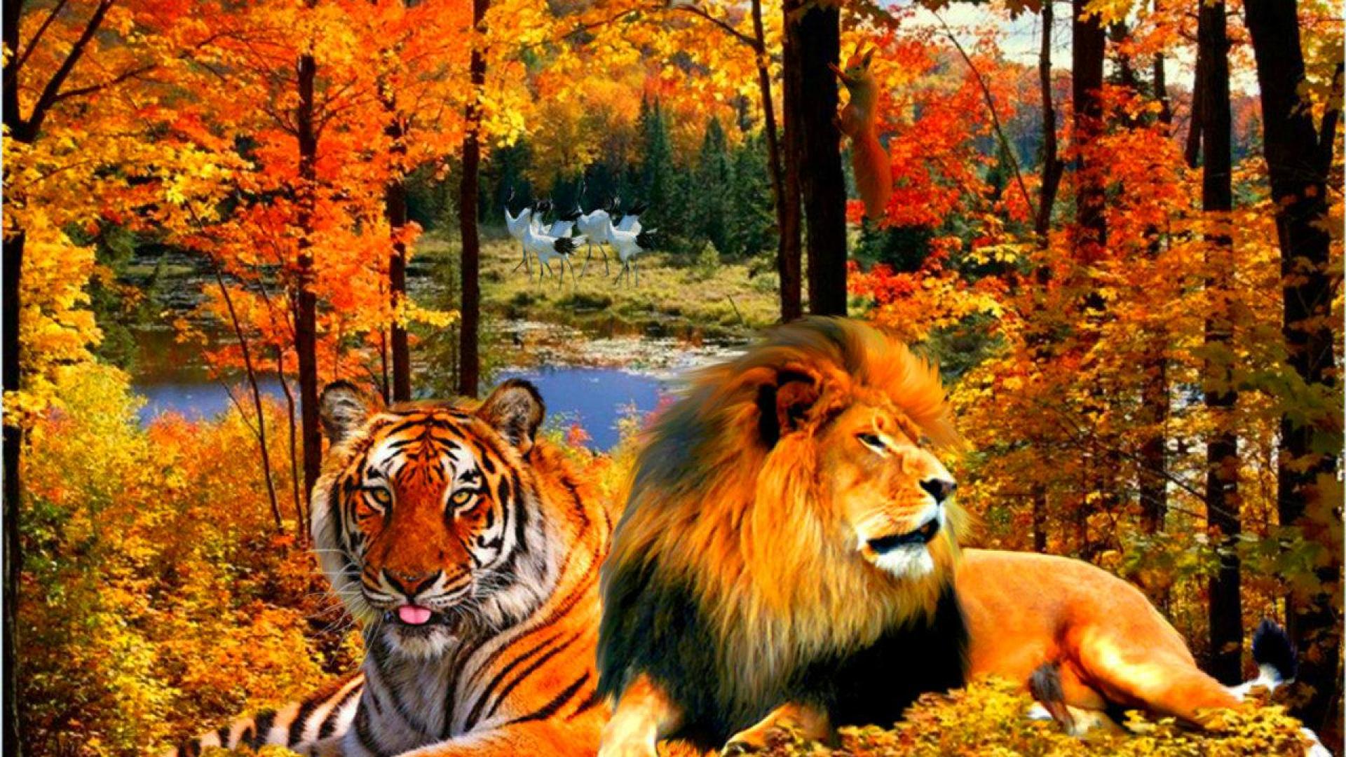 Lion and tiger - - High Quality and Resolution