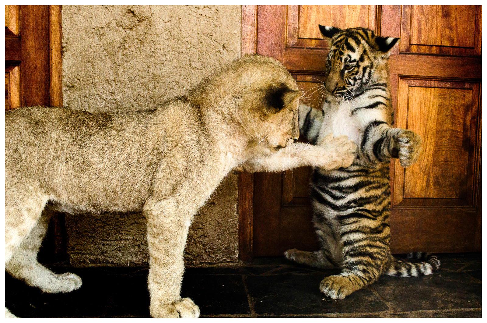 Lion and tiger - (#134383) - High Quality and Resolution ...