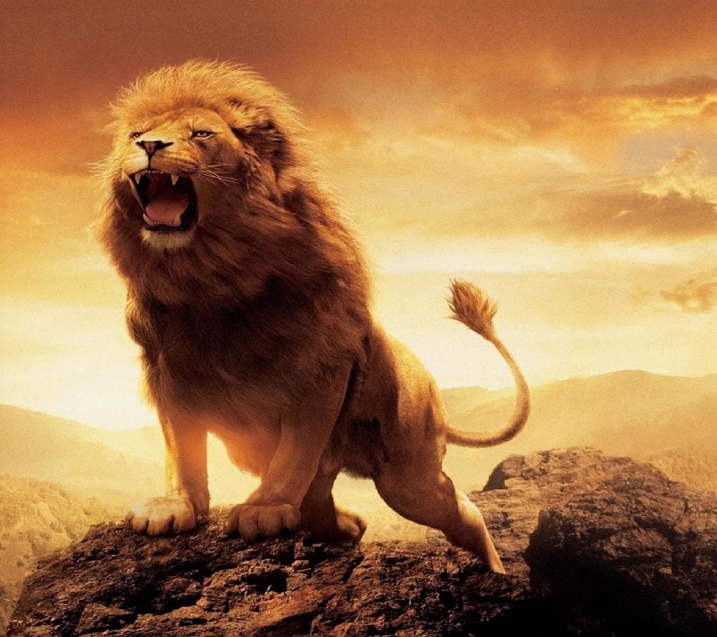 Lion wallpaper - Android Apps on Google Play
