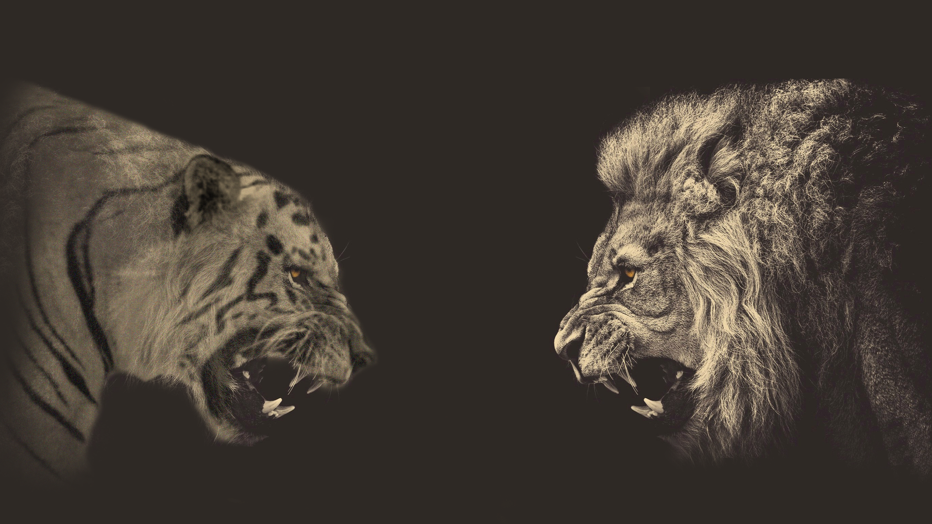 Meeting a lion and a tiger, gray background wallpapers and images ...