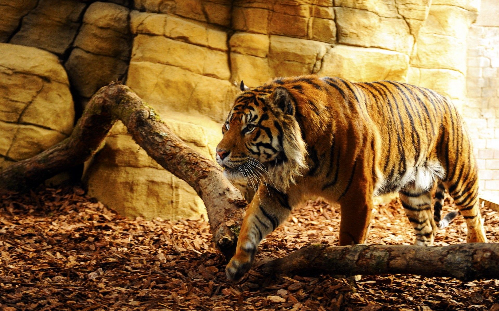 Tiger zoo Wallpapers | Pictures