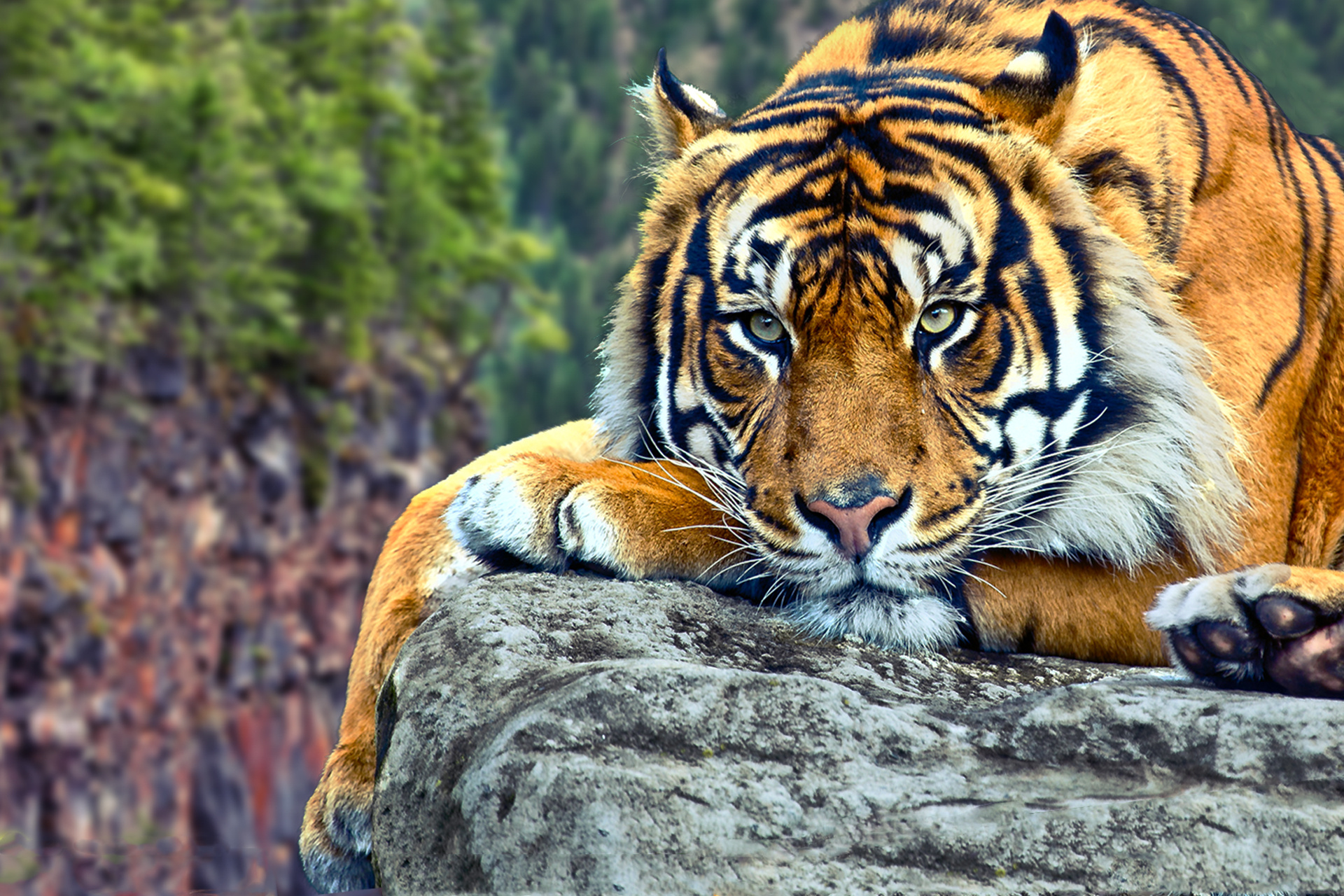 Tiger Wallpaper Backgrounds 2224 - HD Wallpaper Site