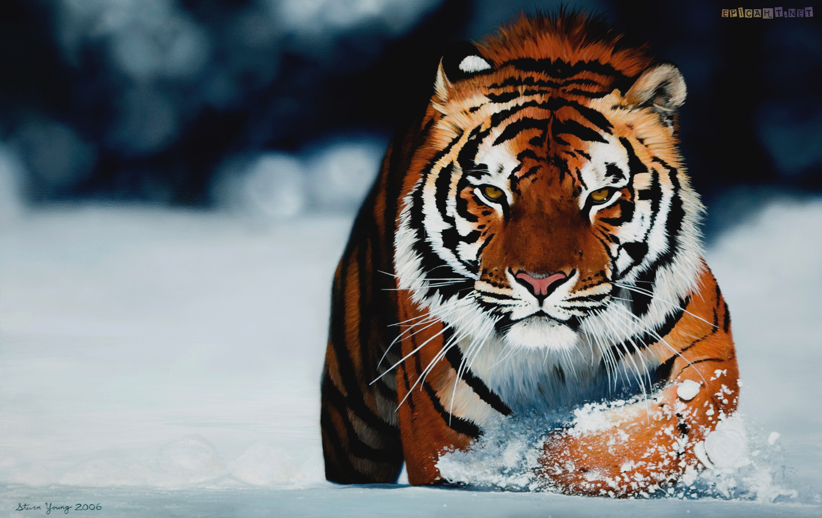 Awesome Tiger Picture New Desktop Hd Wallpapers Of Tigers Zoom