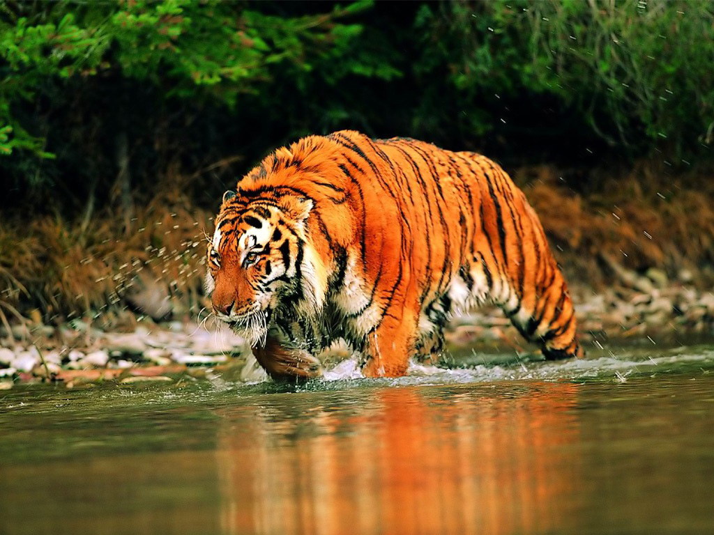 tiger wallpapers 1080p | Desktop Backgrounds for Free HD Wallpaper ...