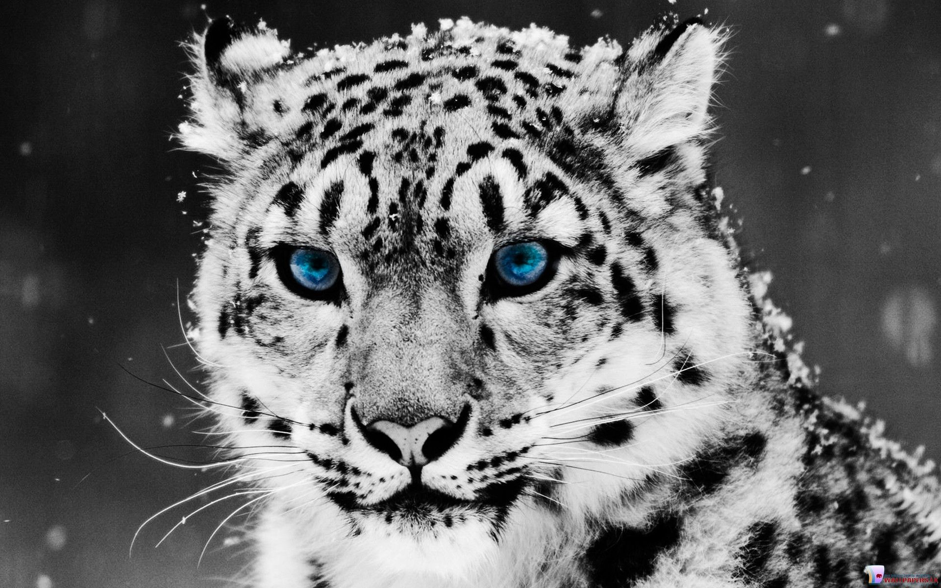 Wallpapers White Tiger - Wallpaper Cave