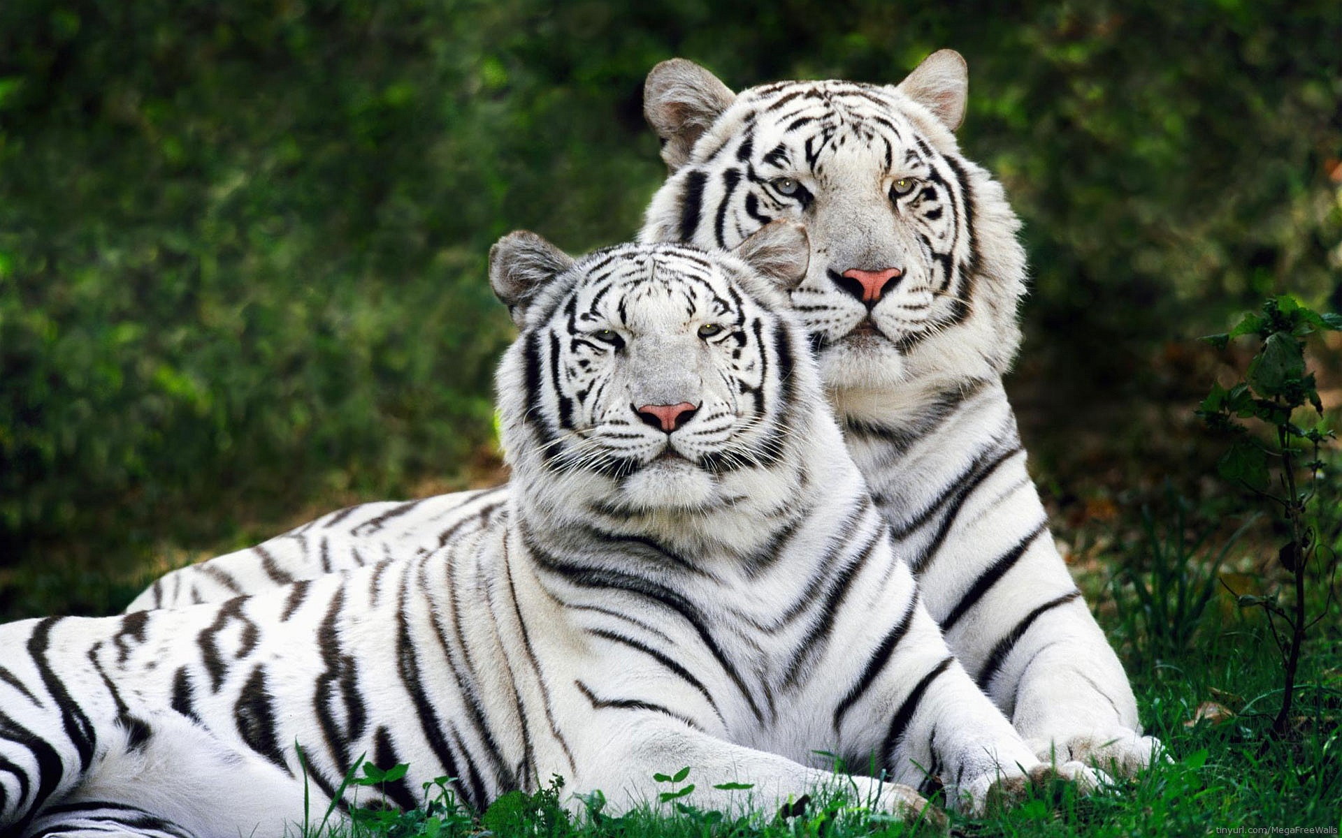 HD Couple White Tiger Wallpaper for Computer Full Size