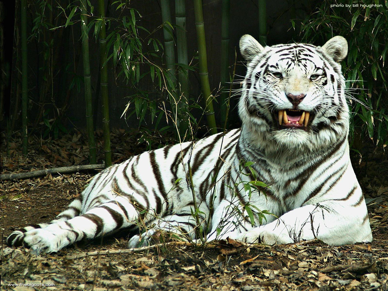 White Tiger Wallpapers For Desktop 12 photos of Looking For White ...