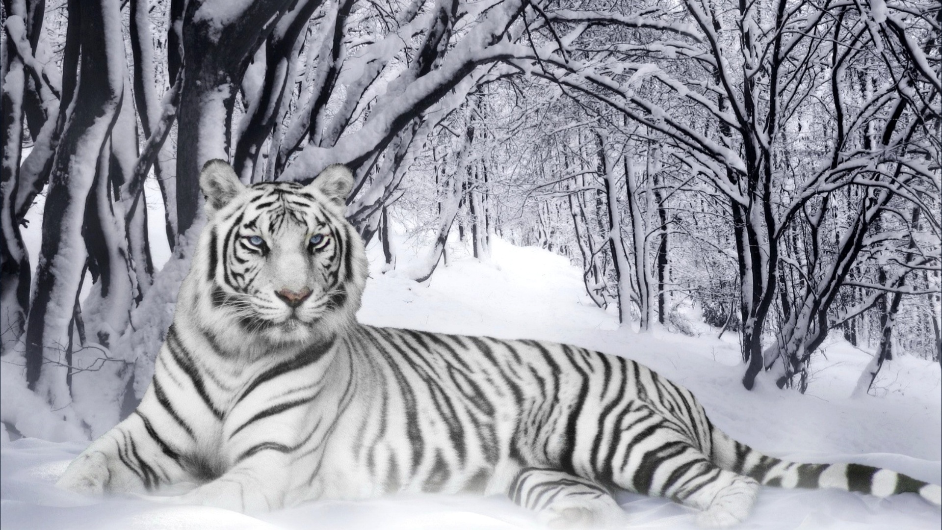 High Resolution Tiger White Tiger Wallpaper Full Size ...
