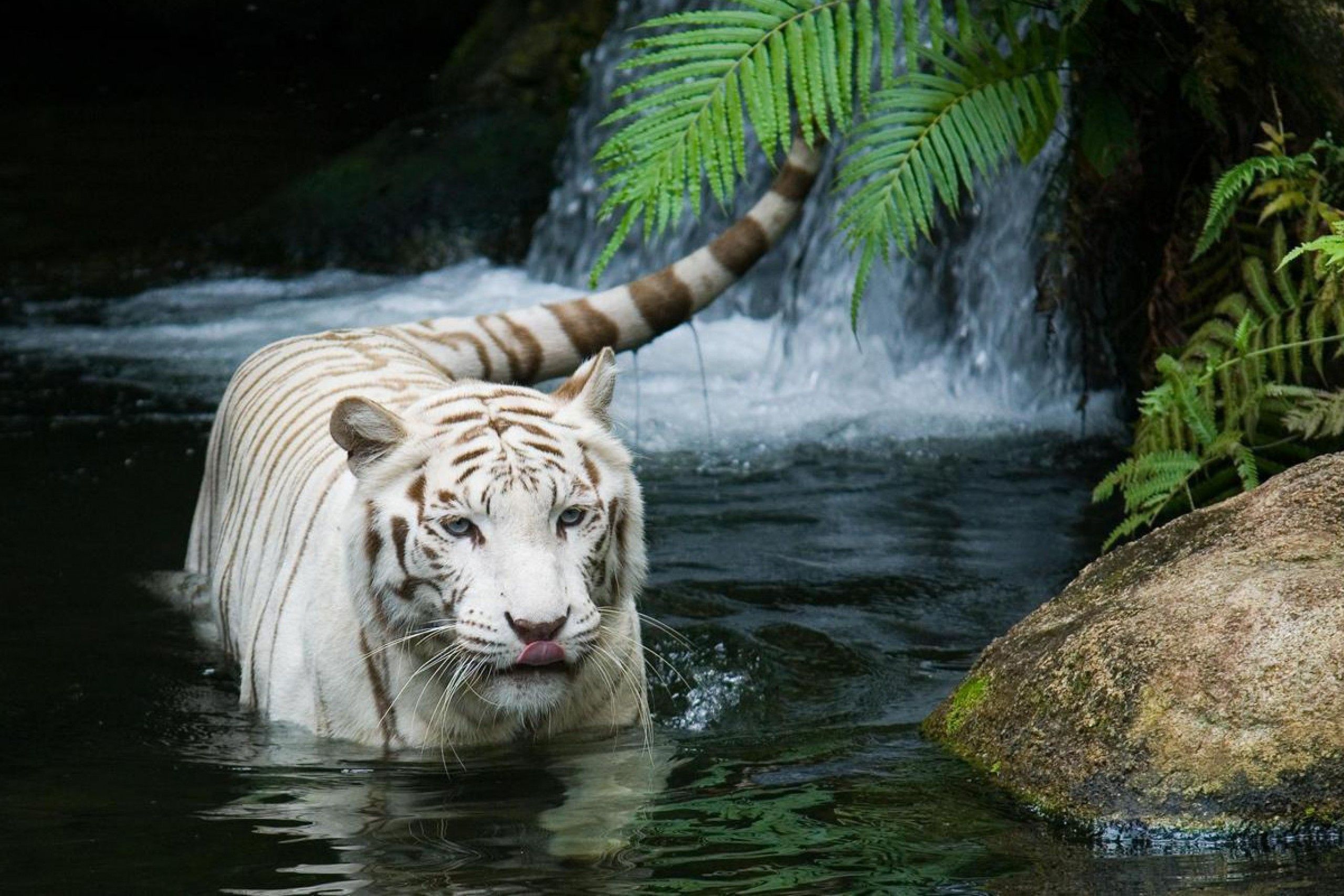 White tiger wallpaper android