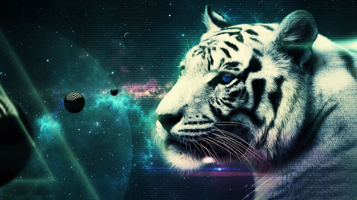 13 Most Amazing Tiger desktop wallpapers on Behance