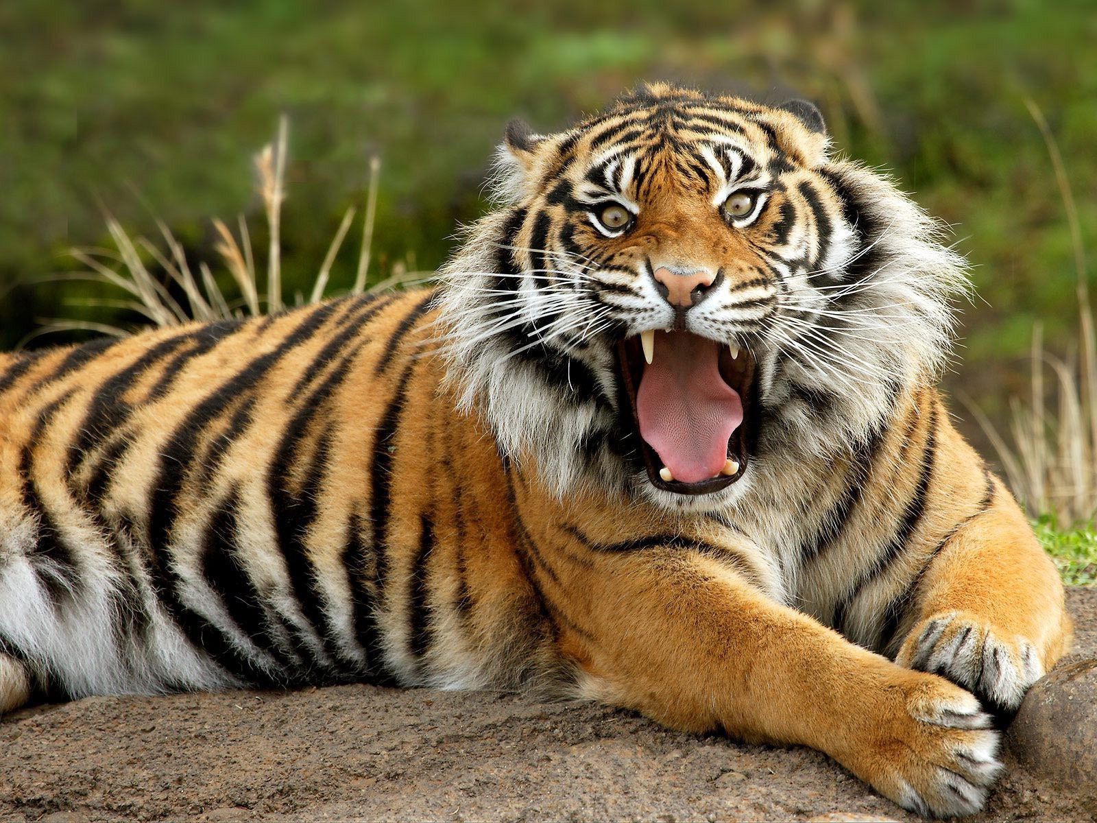 Tiger Backgrounds Pictures - Wallpaper Cave