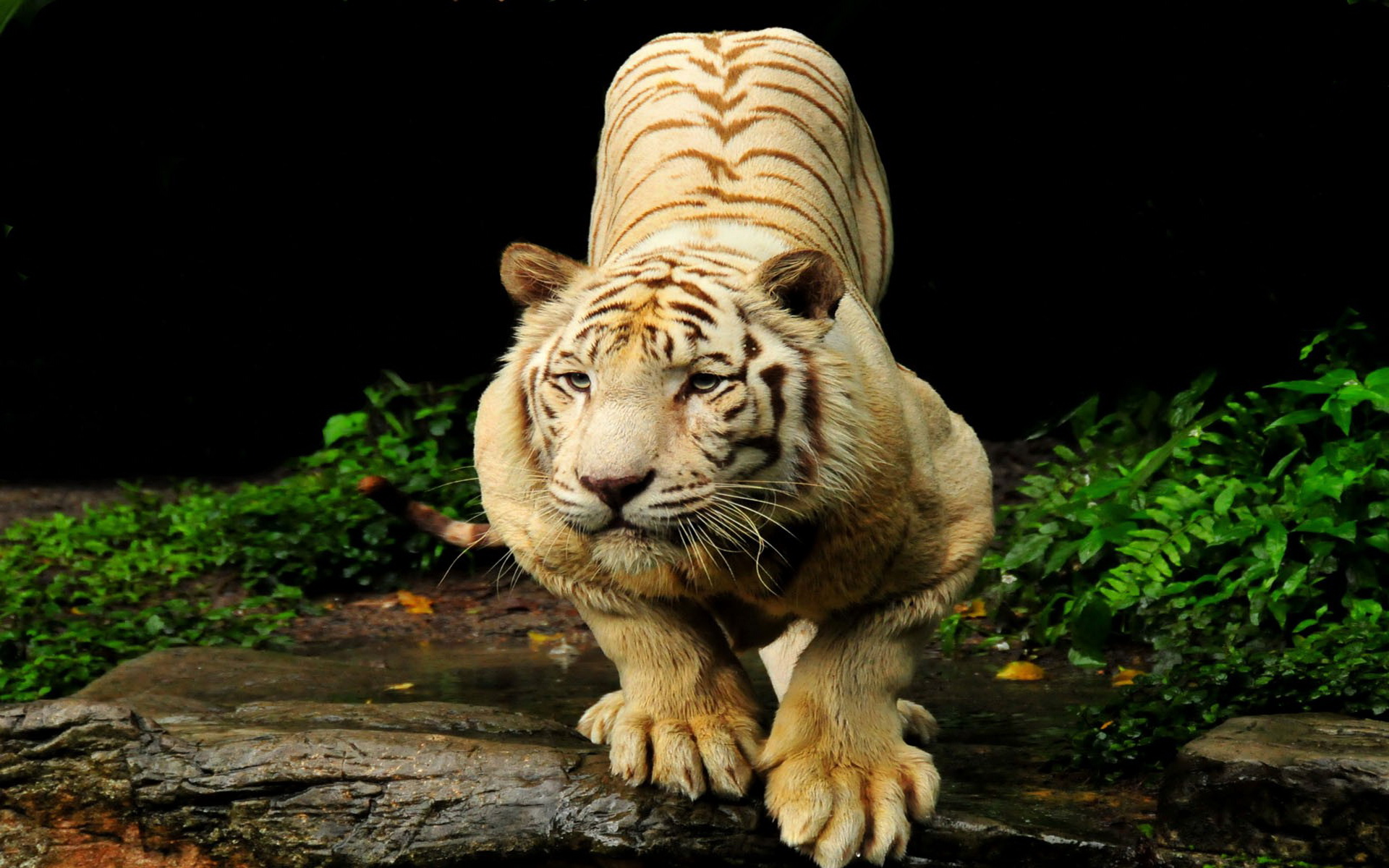 White Tiger Computer Wallpapers, Desktop Backgrounds | 1920x1200 ...
