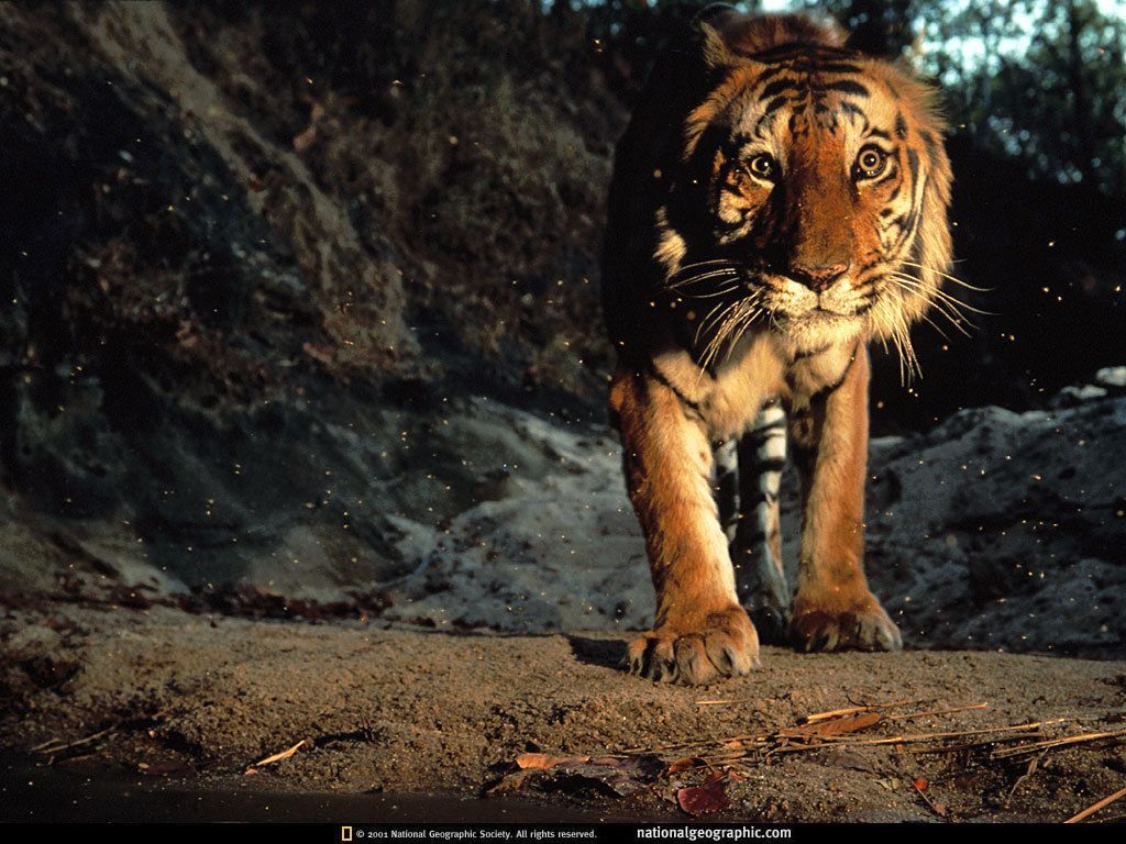 Free Halloween Wallpapers - mmw blog: Tigers Wallpaper Wild Cats ...