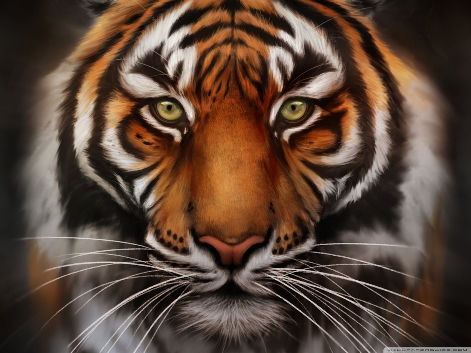 Tiger Face - wallpaper.