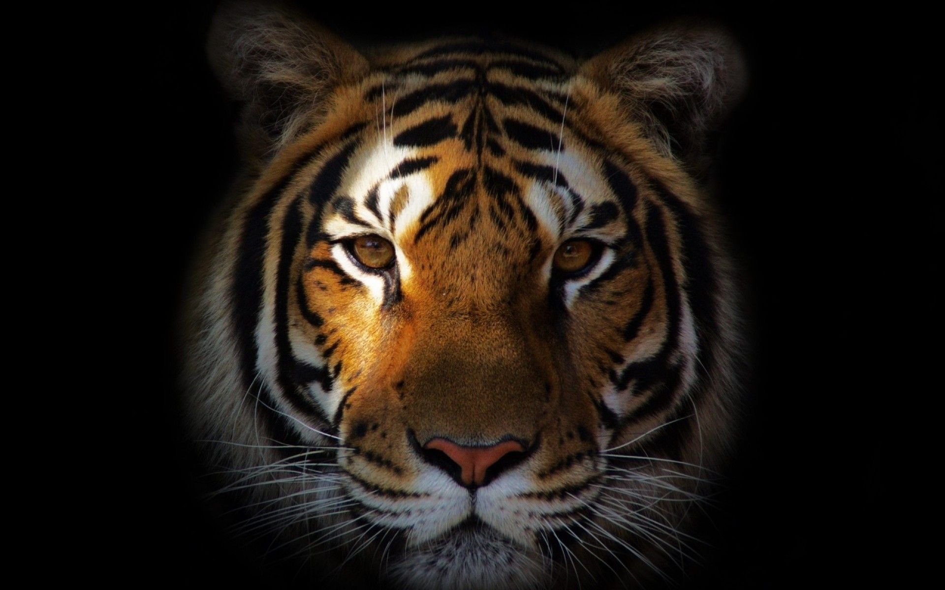 Tiger Face HD Wallpaper Download For Laptop & Mobile