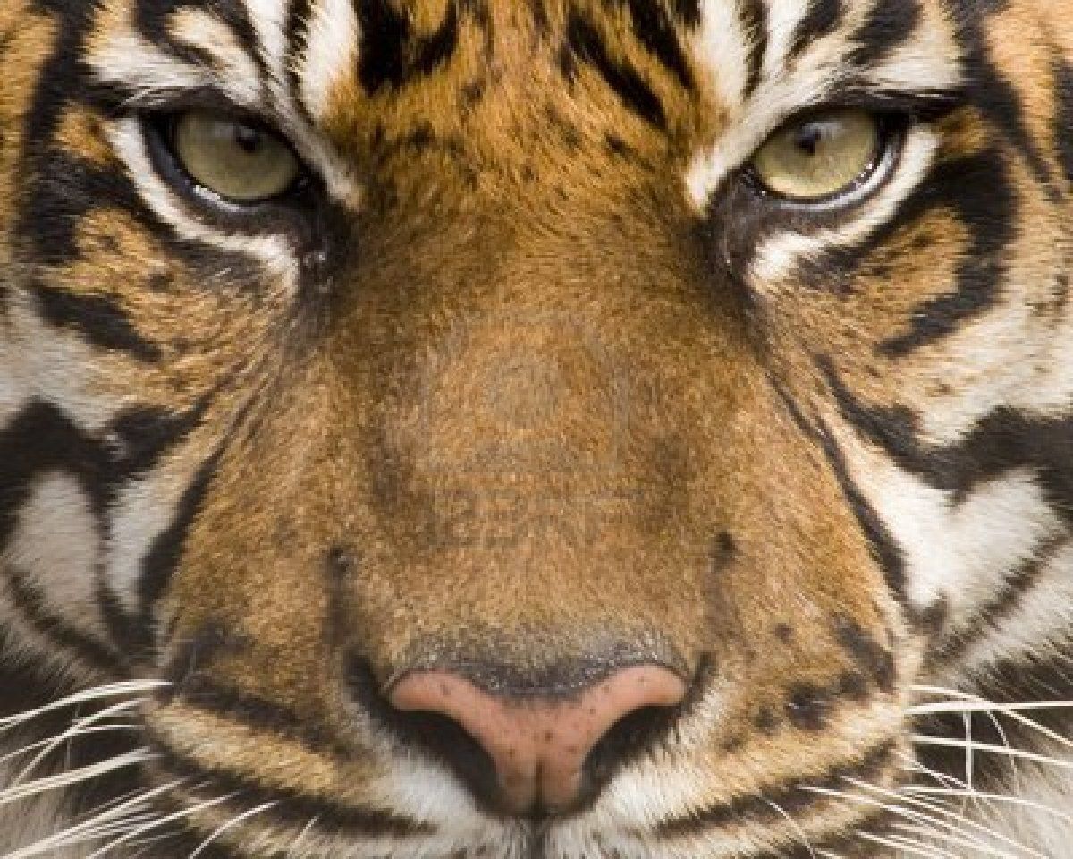 Tiger Face Wallpaper - All Wallpapers New