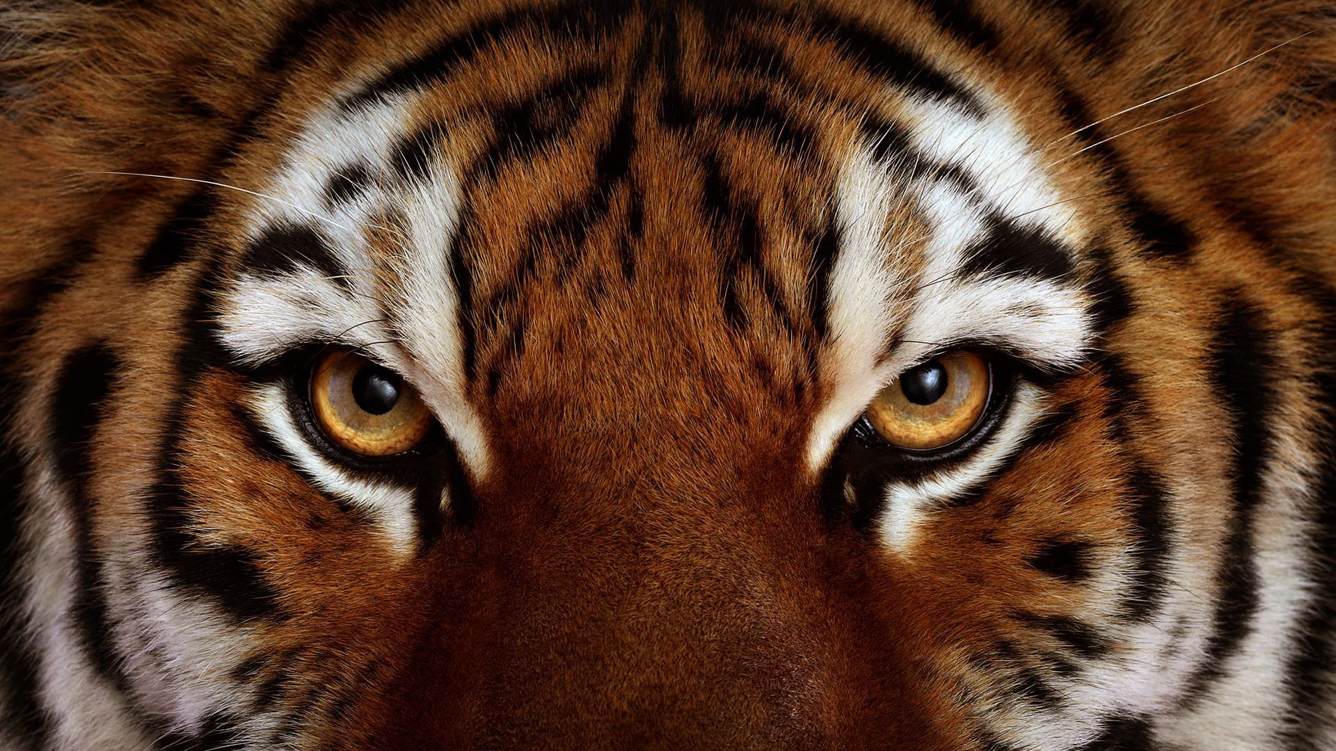 Tiger Face - wallpaper