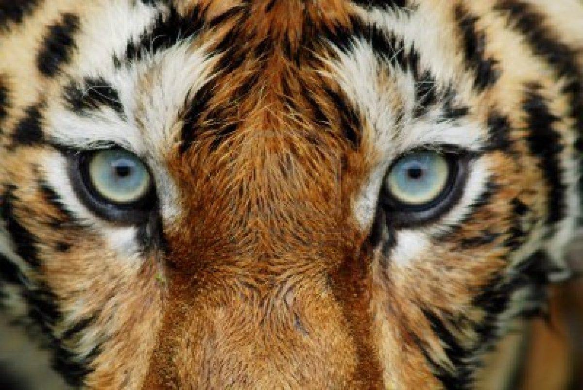 Top Tiger Face Close Up Images for Pinterest