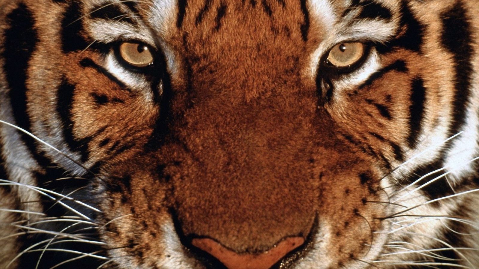 The Face of the Bengal Tiger 1600x900 Wallpapers,Tiger 1600x900 ...