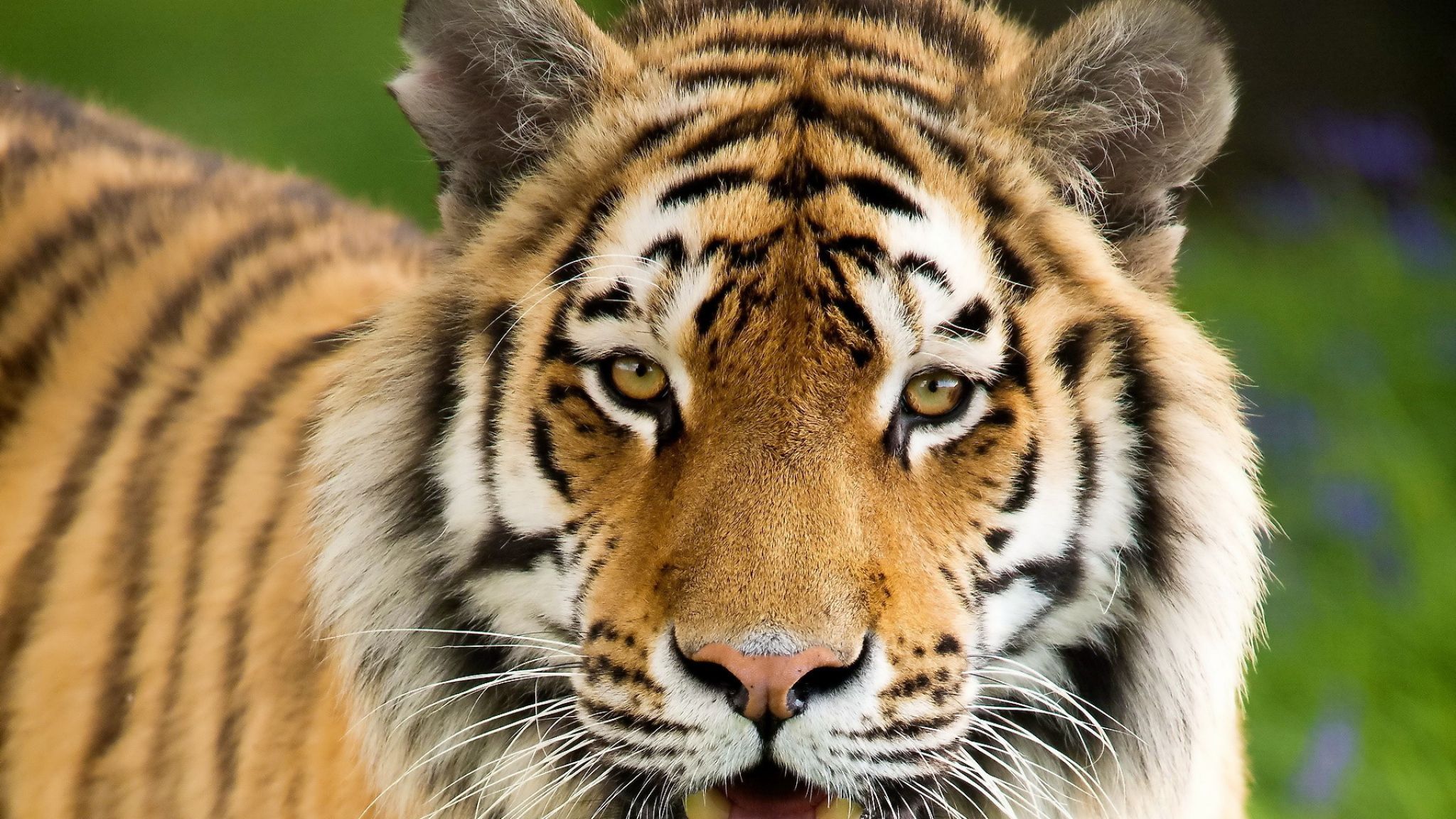 Download Wallpaper 2048x1152 Tiger, Aggression, Face, Mouth open