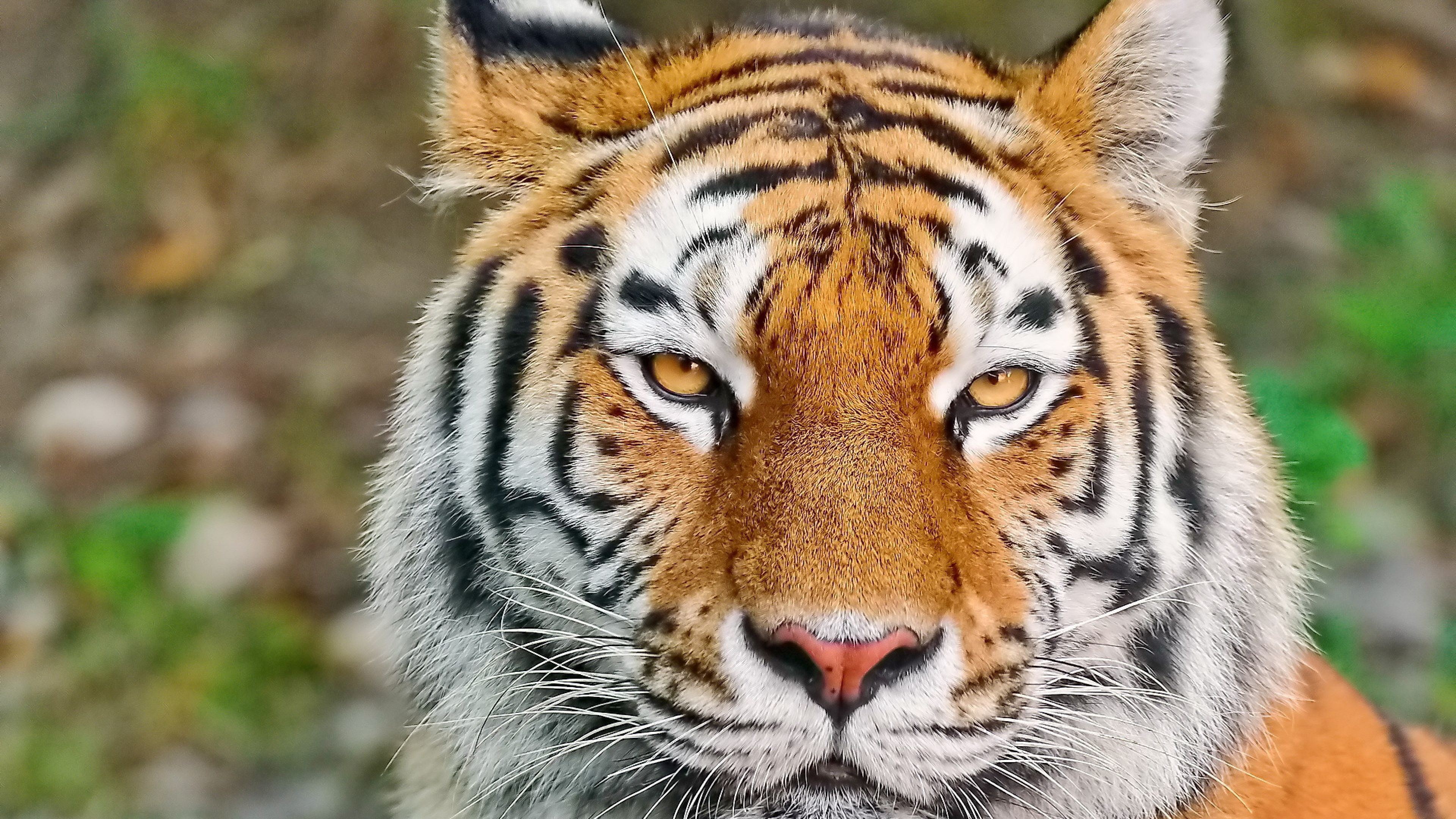 Download Wallpaper 3840x2160 Tiger, Face, Eyes, Aggression ...