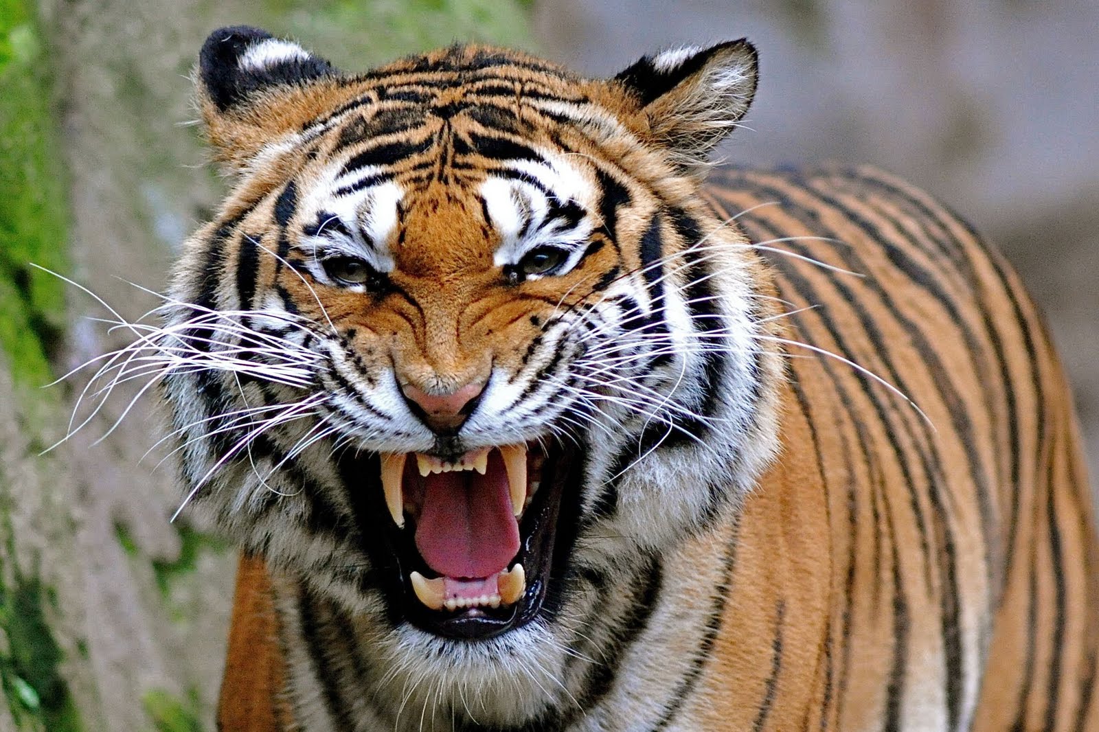 Angry Tiger Face Pictures | Wallpaper Zone