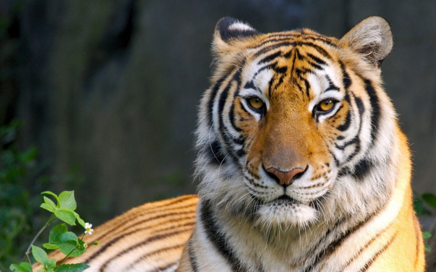 Wild Bengal Tiger 1680x1050 Wallpapers,Tiger 1680x1050 Wallpapers ...
