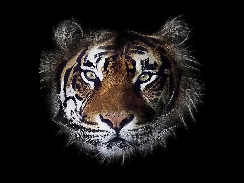 Tiger Face Wallpapers ~ Free HD Desktop Wallpapers Download
