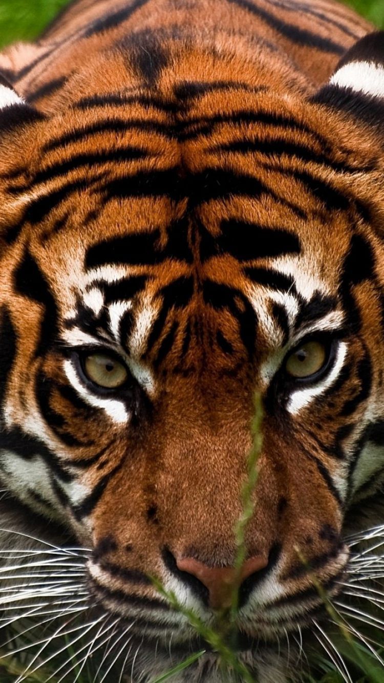 Download Wallpaper 750x1334 Tiger, Face, Aggression, Animal iPhone ...