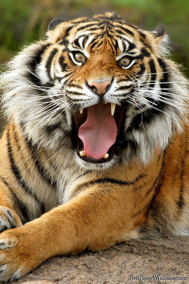 iPhone 4 640 x 960 Tiger Wallpaper and Background | iPhone 4 & 4S ...