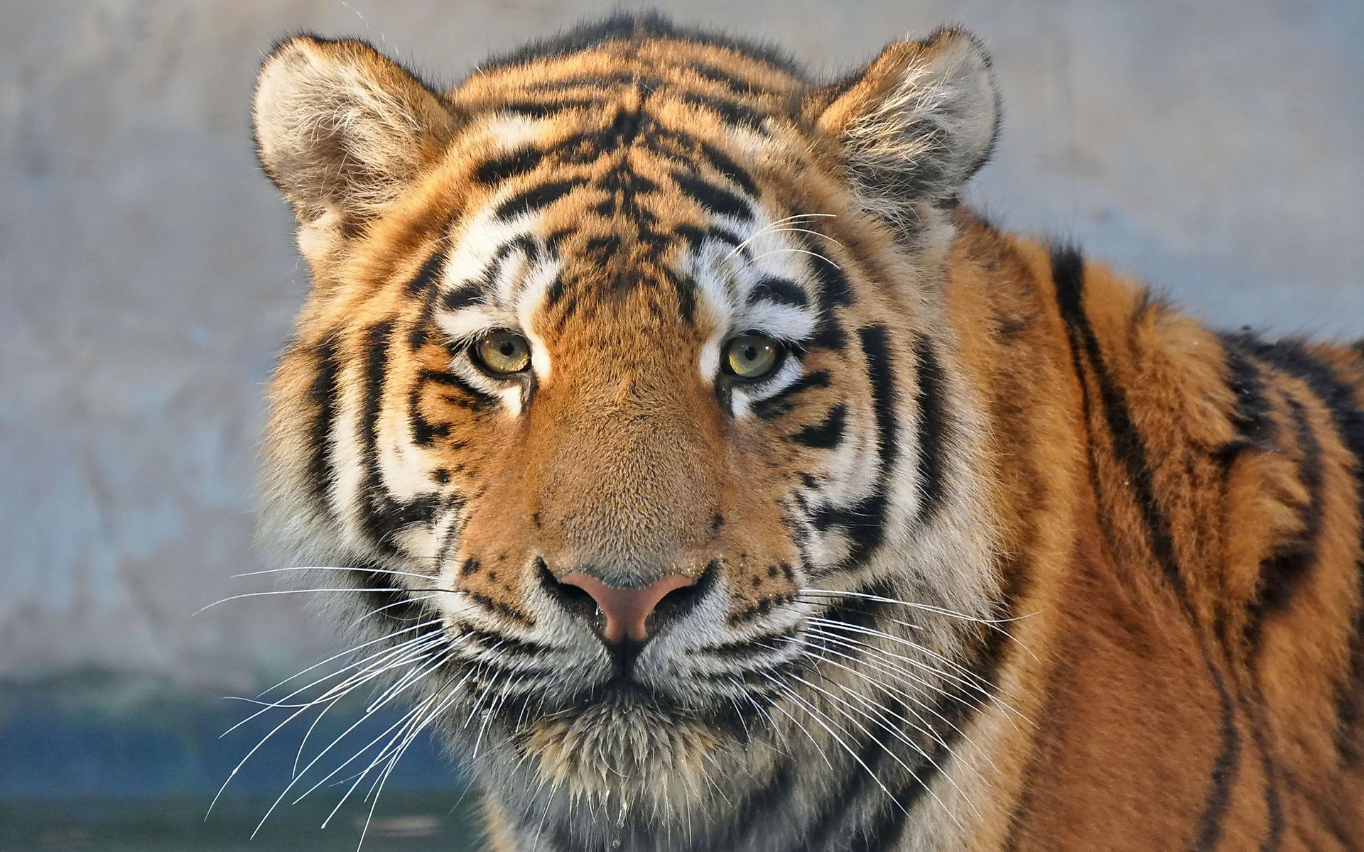Predator close-up, tiger, face, eyes Wallpapers | HD Desktop ...