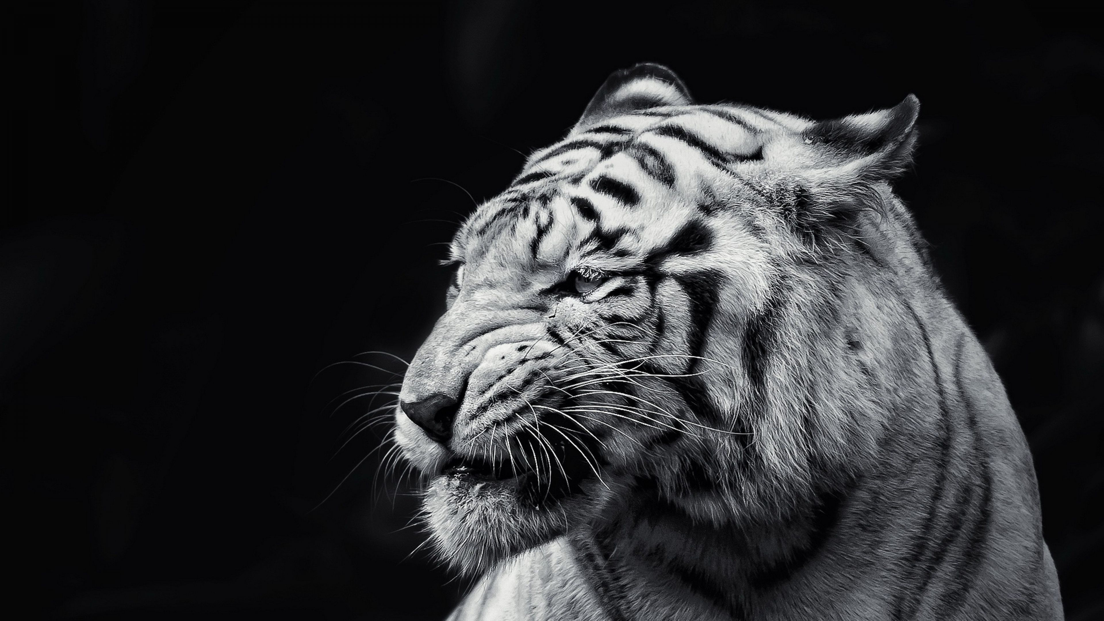 Download Wallpaper 3840x2160 Tiger, Face, Eyes, Black and white 4K ...