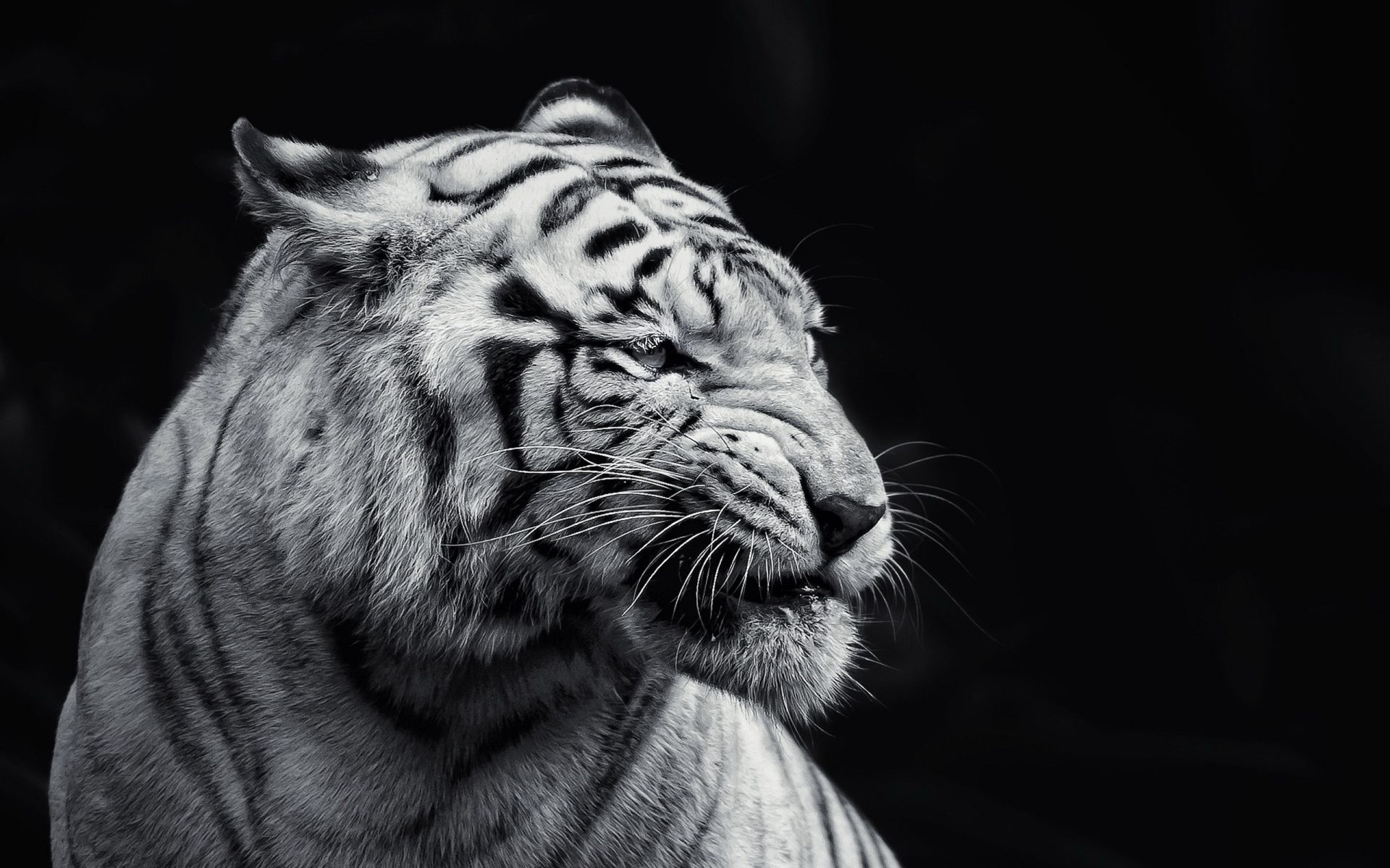 Tiger hd Wallpapers Pictures