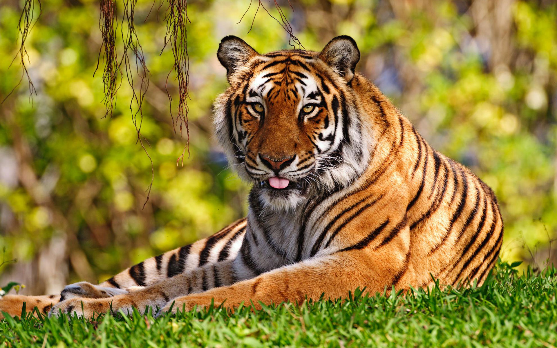 High Definition tiger wallpaper for free download