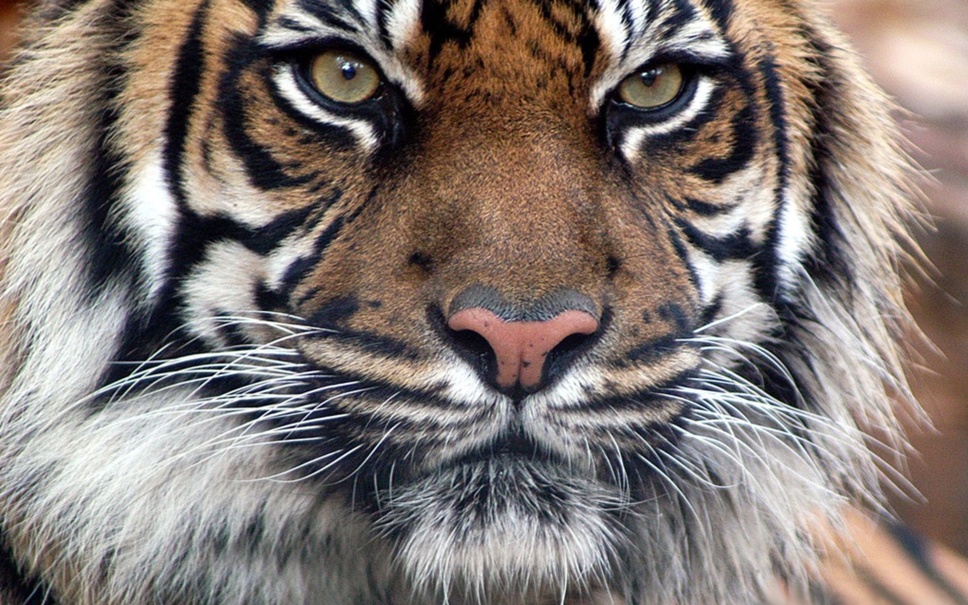 HD Awesome Tiger Face Wallpaper Full Size - HiReWallpapers 3415