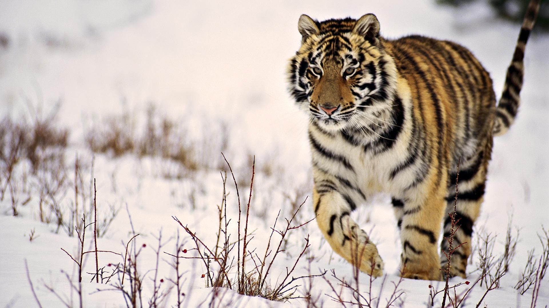 Snow Tiger HD Wallpaper | 1920x1080 | ID:21812
