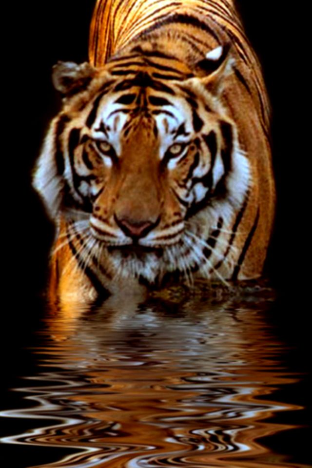 Tiger iPhone Wallpaper Background HD 2389 - HD Wallpaper Site