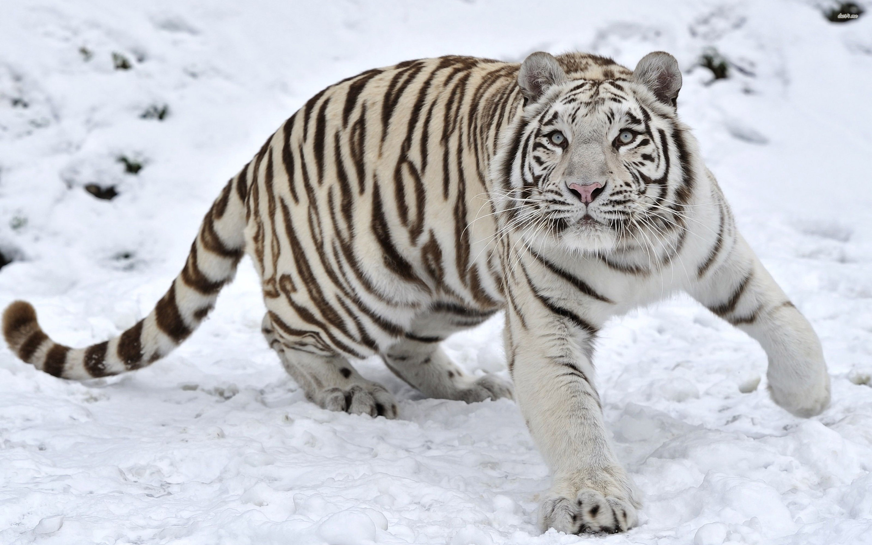 HD Wild White Tiger Snow Wallpaper Full HD Full Size ...