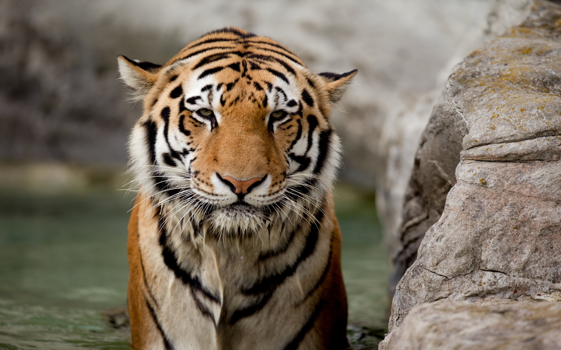 tiger photos | Desktop Backgrounds for Free HD Wallpaper | wall ...