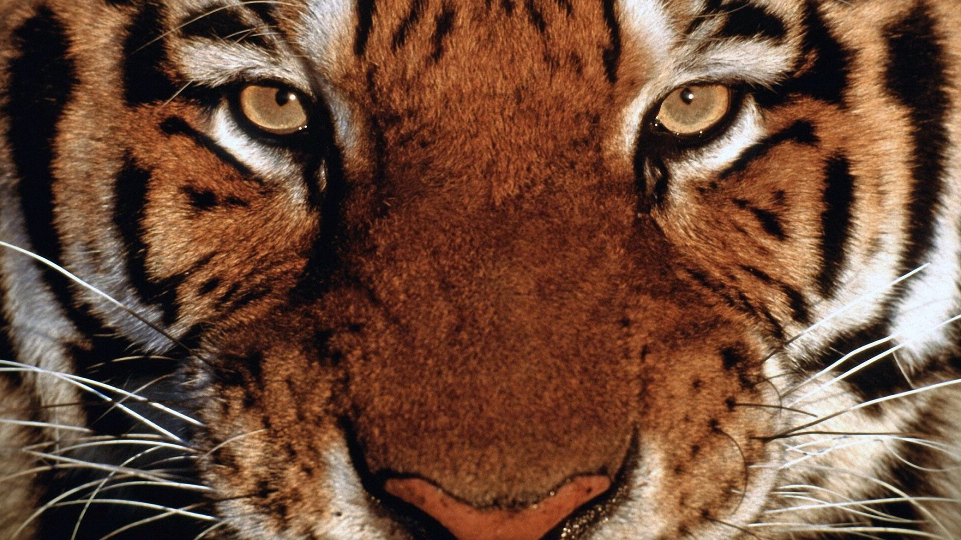 High Resolution Tiger Face Wallpaper Full Size - SiWallpaperHD 15600