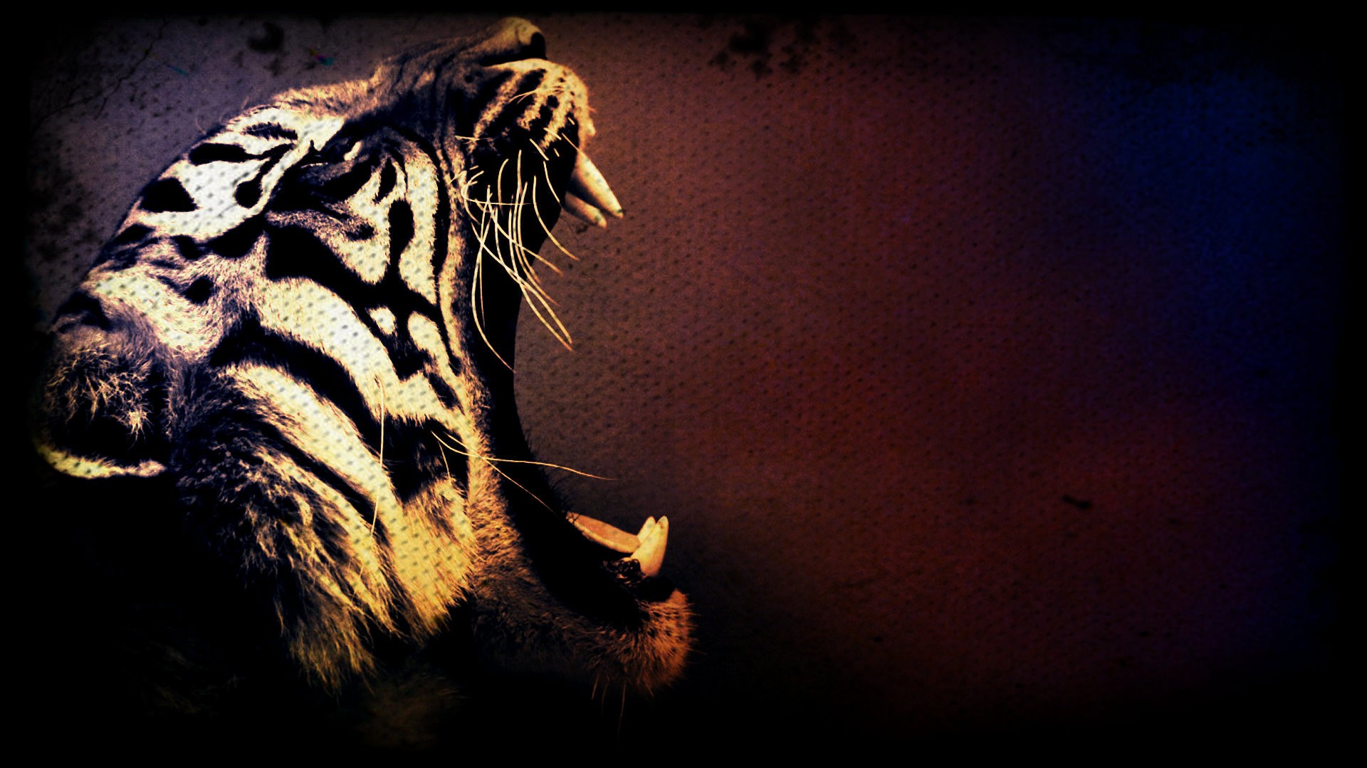 Tiger 3D HD Wallpapers For Pc Attachment 6550 - Amazing Wallpaperz