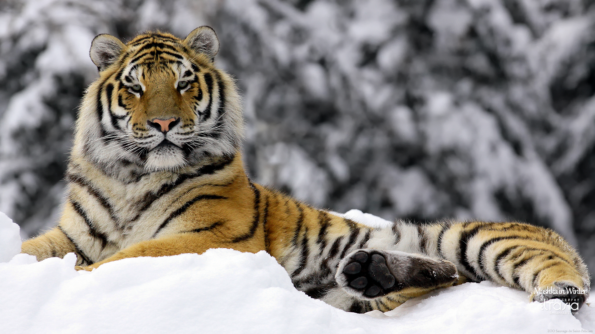 High Resolution Tiger Snow Wallpaper Full Size - SiWallpaperHD 15693